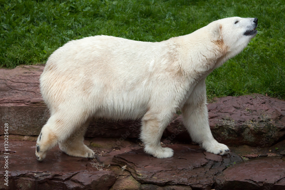 Fototapeta premium Polar bear (Ursus maritimus).
