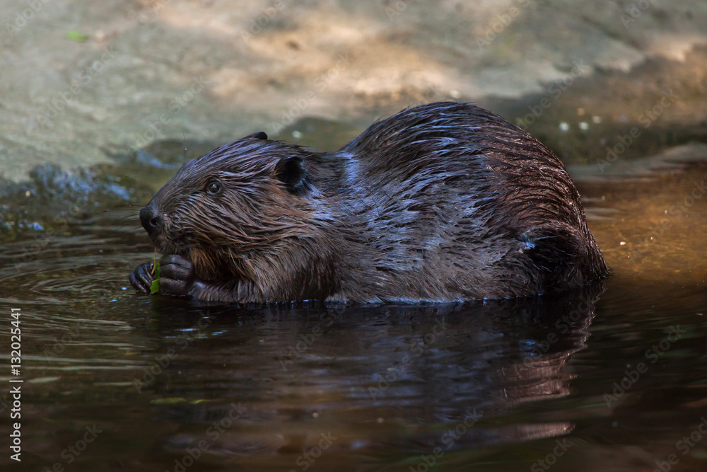 North American beaver (Castor canadensis) North American beaver (Castor canadensis)