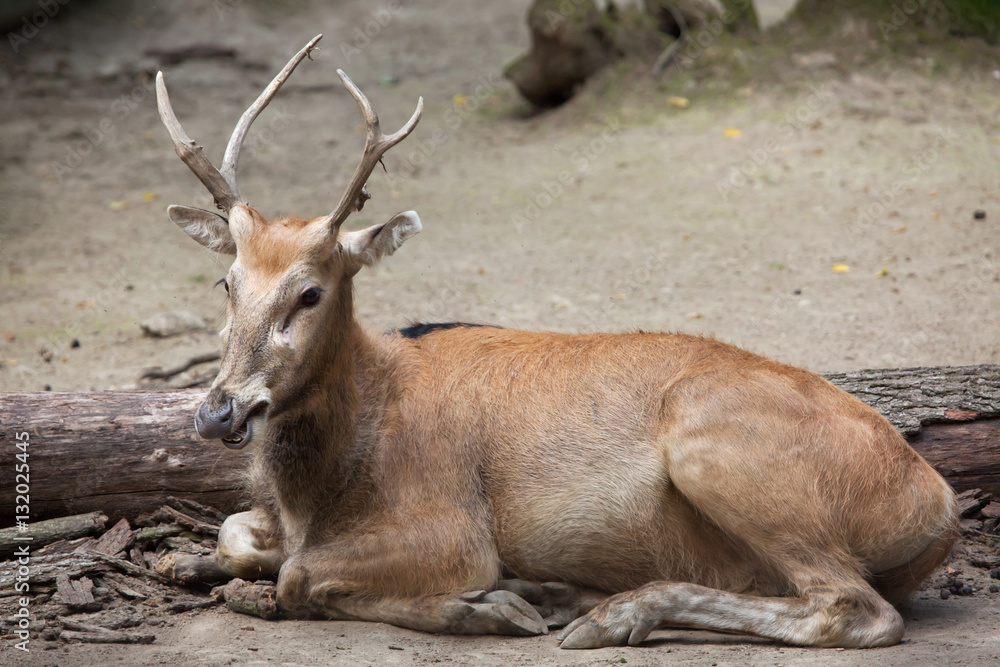 Fototapeta premium Pere David's deer (Elaphurus davidianus)