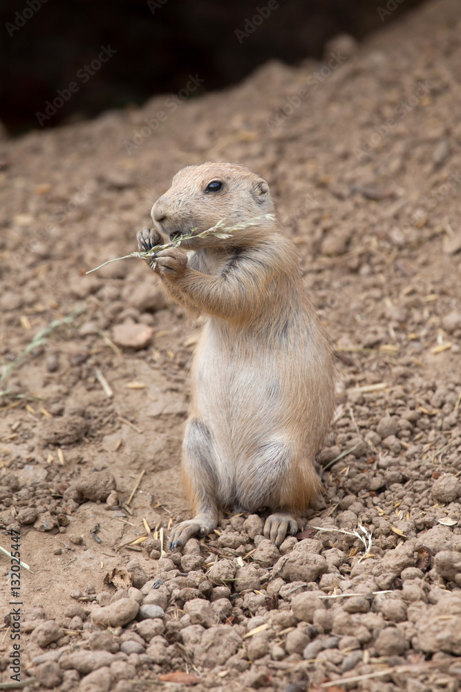 Black-tailed prairie dog (Cynomys ludovicianus) Black-tailed prairie dog (Cynomys ludovicianus)