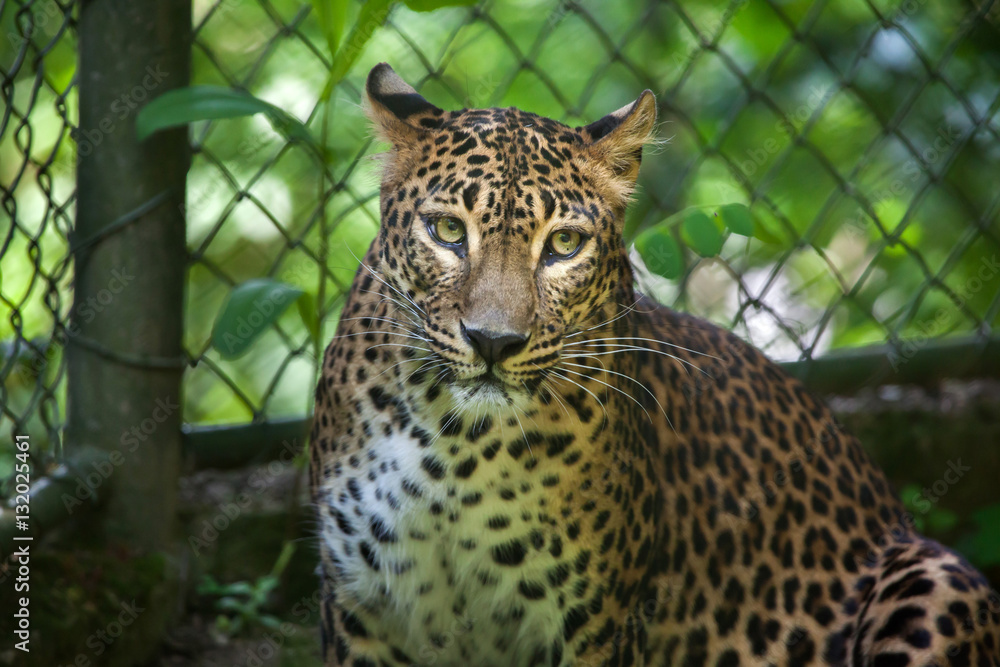 Sri Lankan leopard (Panthera pardus kotiya) Sri Lankan leopard (Panthera pardus kotiya)