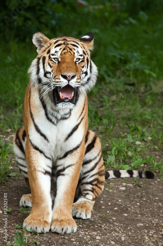 Siberian tiger (Panthera tigris altaica) © Vladimir Wrangel