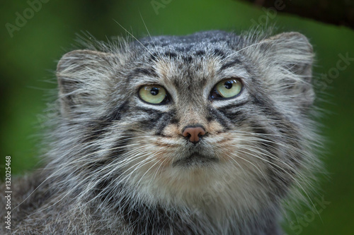 Sticker Pallas's cat (Otocolobus manul)