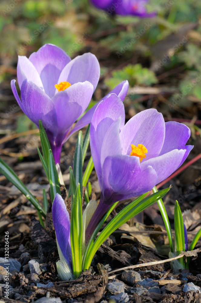  Two purple crocus flowers