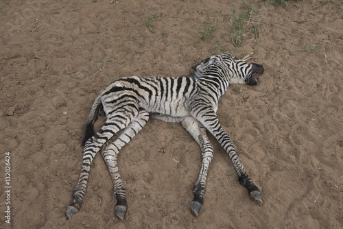 Zebra foal dead