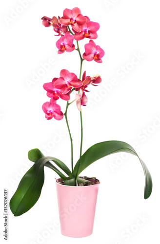 Phalinopsis orchid in flower pot © tilialucida