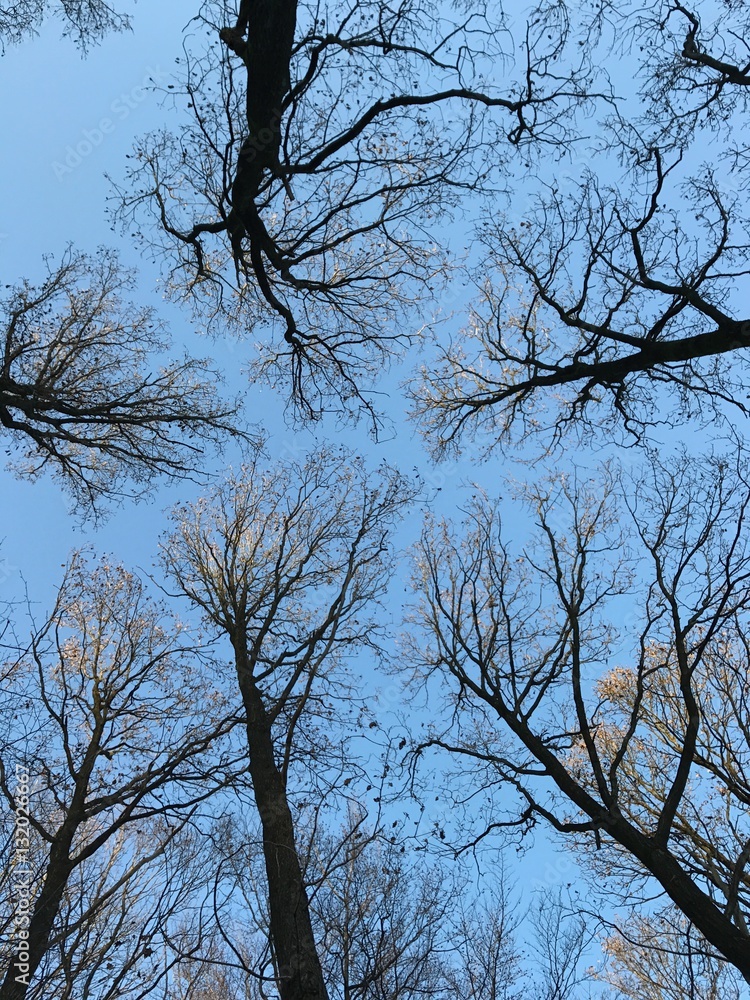 Obraz premium Bäume