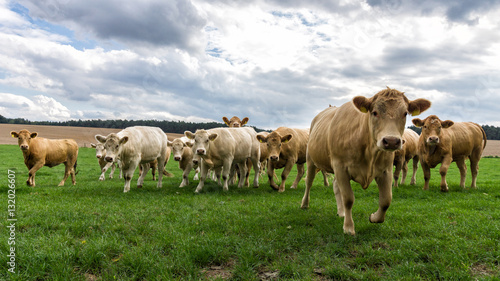 Neugierige Rinder in Bewegung © alphafotos