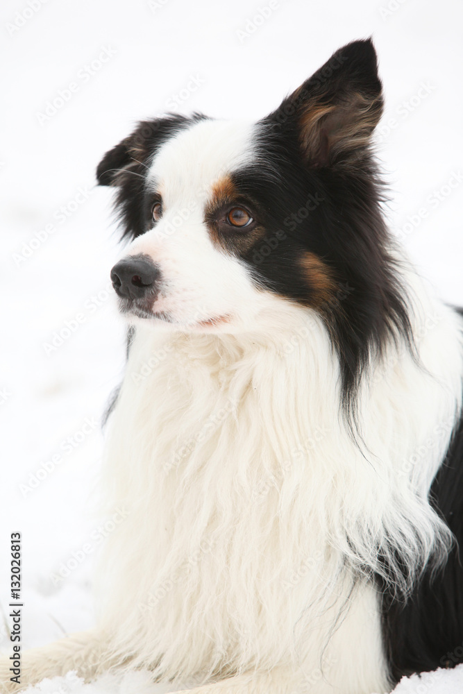 Border collie in winter