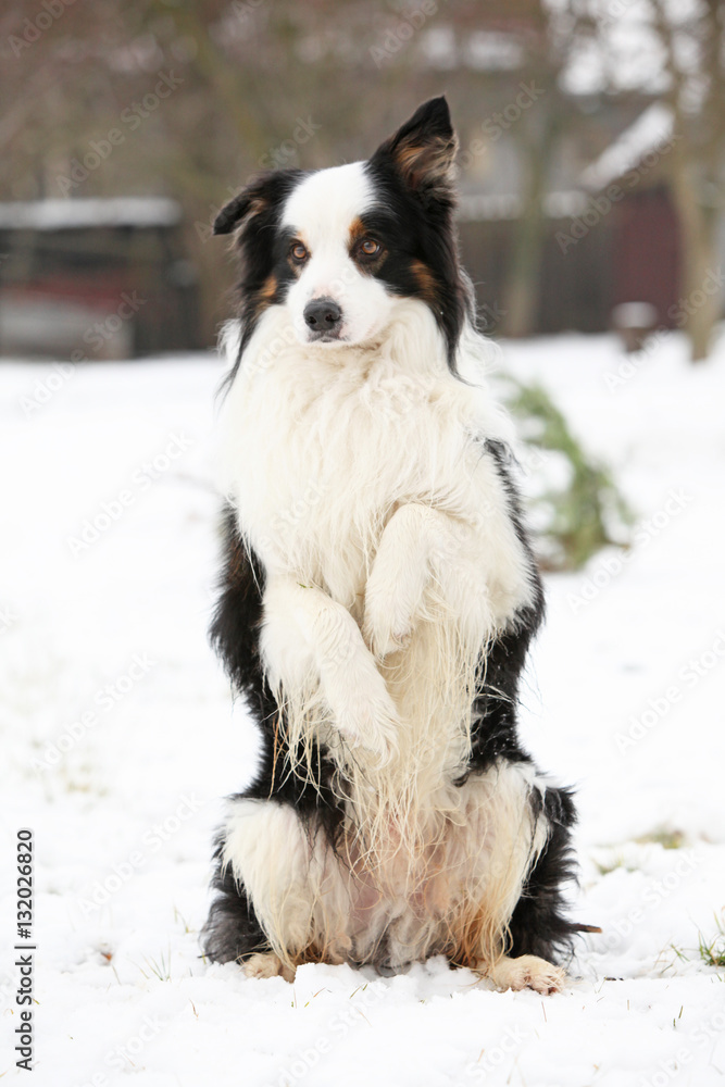 Border collie begging