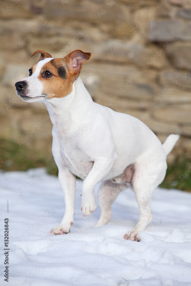 Portrait of Jack russell terrier