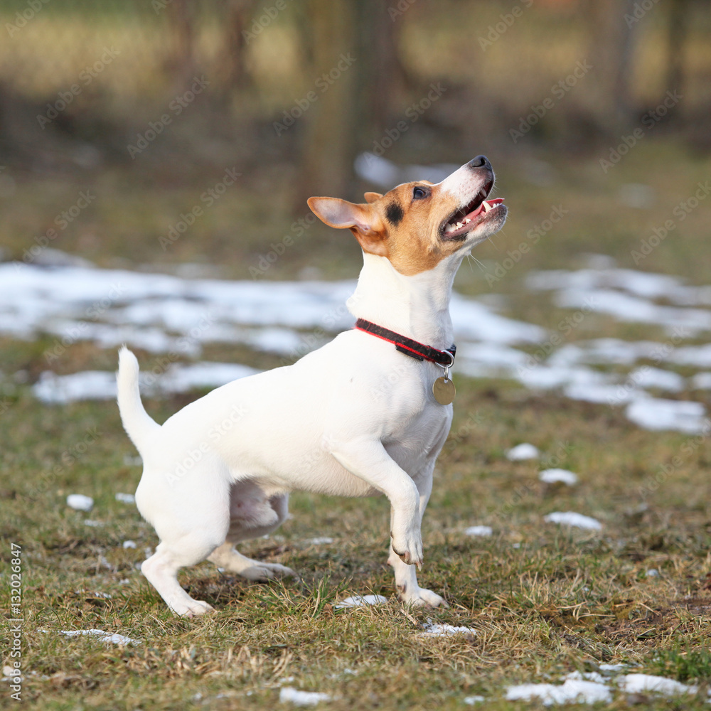 Jack russell terrier moving in winter