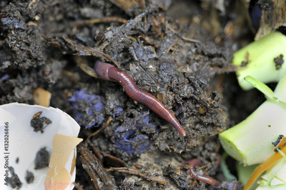 Worms