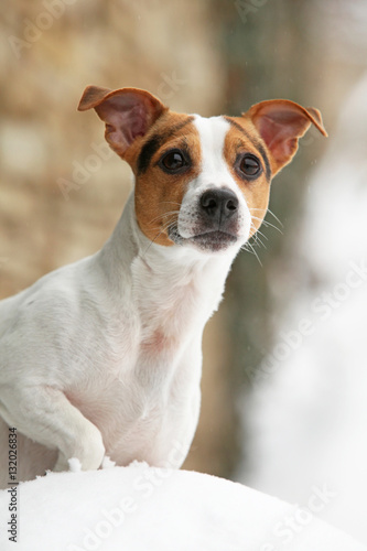 Portrait of Jack russell terrier © Zuzana Tillerova