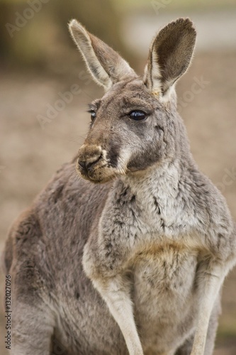 Beautiful and cute kangaroo in the dry habitat, australian fauna, strange animals in australia, another world © photocech