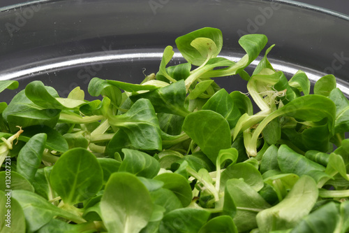 Close up of green Valerianella or Valeriana or rapunzel  a typical Italian salad