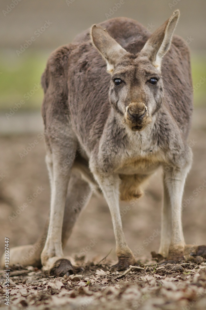 Beautiful and cute kangaroo in the dry habitat, australian fauna, strange animals in australia, another world Beautiful and cute kangaroo in the dry habitat, australian fauna, strange animals in australia, another world