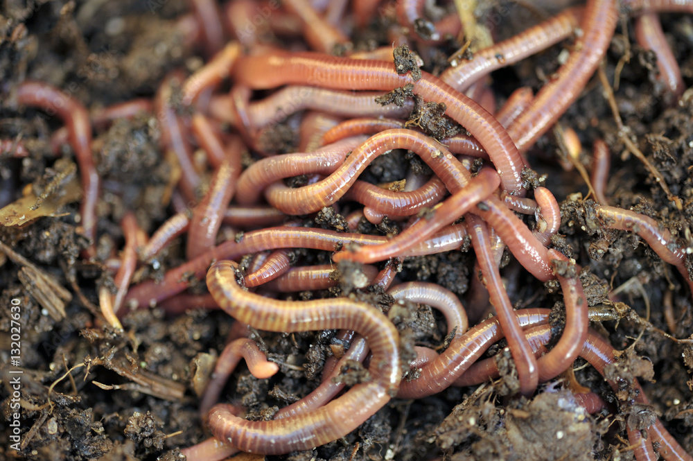 Worms