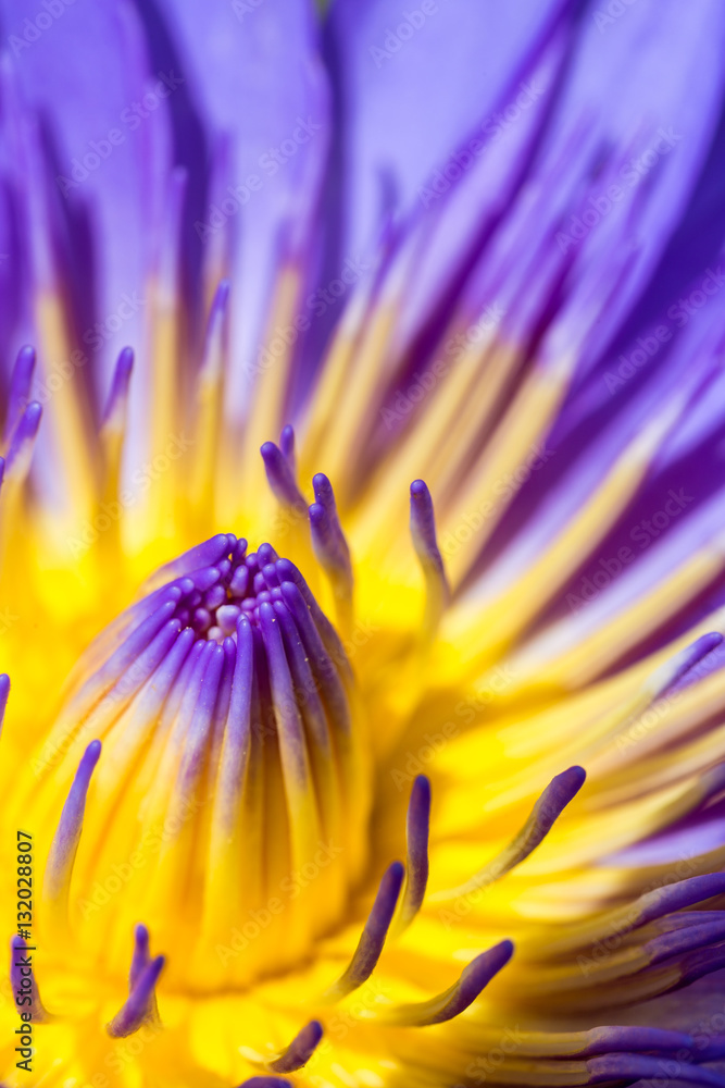 Closeup lotus flower in the garden Closeup lotus flower in the garden