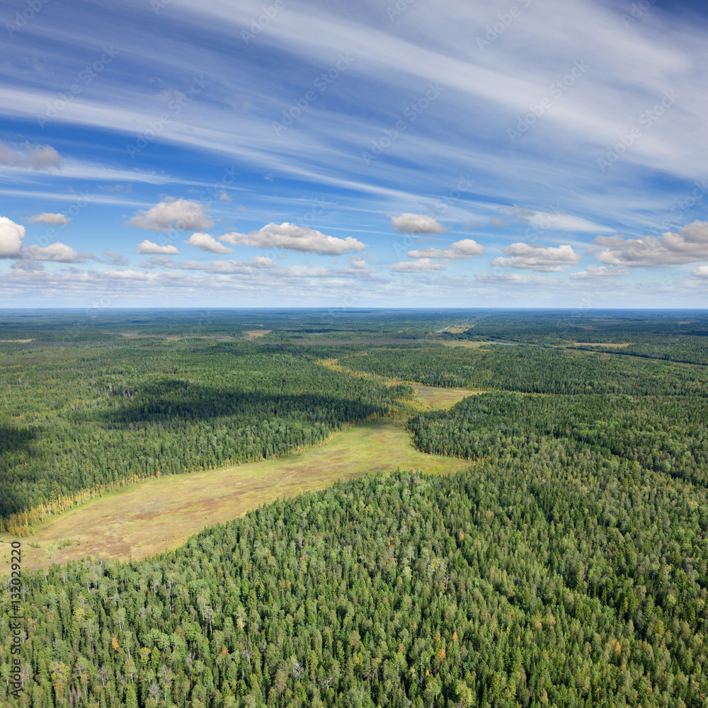 Obraz premium Forest in summer, top view