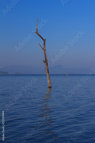 Dead tree © pisanu3113