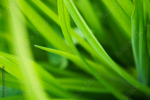 Green grass soft focus