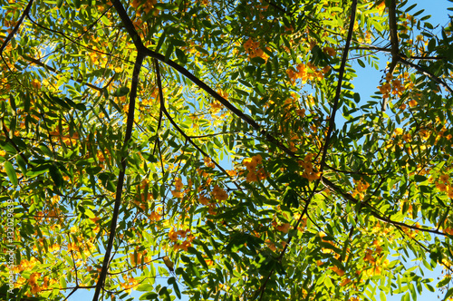 Green and yellow сaragana arborescens tree with blue background