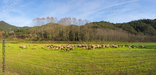 Reba  o de ovejas por los prados de Girona en Catalu  a  Espa  a. Diciembre de 2016