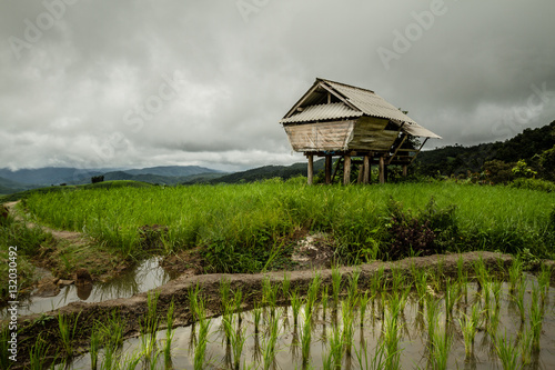 Terraced paddy fields with little wood hut built on stilts