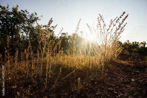 Backlit image of hay in the evening sunlight. Selective focus.