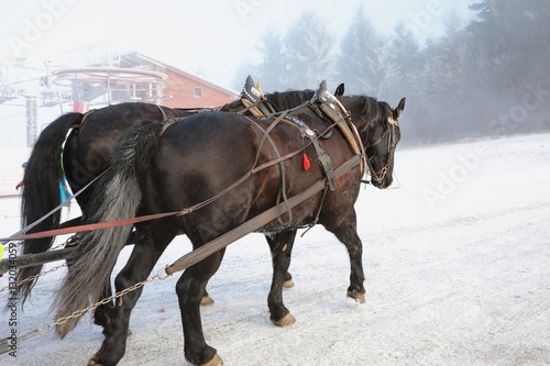 Magnificent ponies in the snow. Horses on the slopes