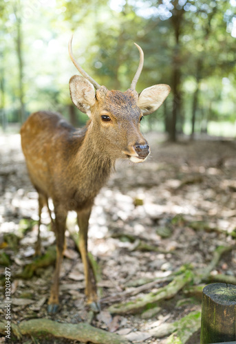 Deer in Nara city