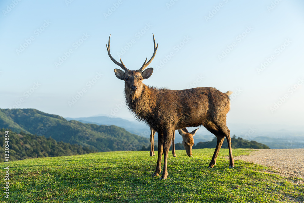 Naklejka premium Stag Deer at highland