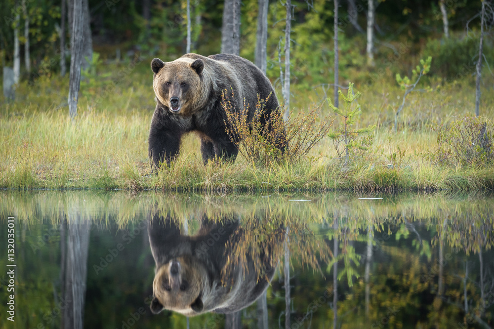 Reflection of Brown Bear by lake Reflection of Brown Bear by lake