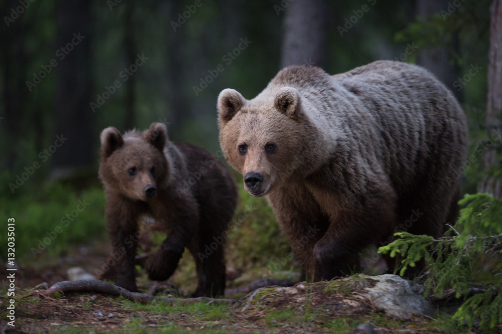 Fototapeta premium Brown Bear family in the forest