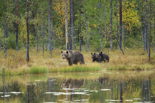brown bear family by the lake