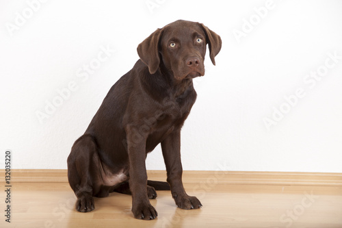 Labrador Portrait