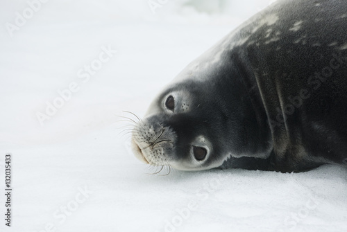 portrait of Weddell seals turning his head back