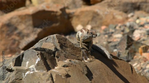 A close up of an eating barbary ground squirrel. (Atlantoxerus getulus) 11119