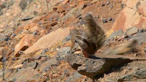 A close up of an eating barbary ground squirrel (Atlantoxerus getulus) as a Bird comes close. 11120