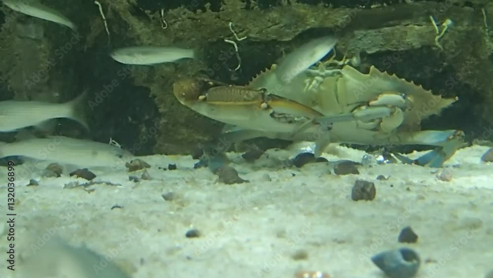 Crab eating a piece of fish Crab eating a piece of fish