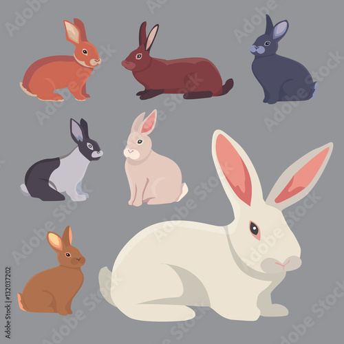 vector illustration of cartoon rabbits different breeds. Fine bunnys for veterinary design
