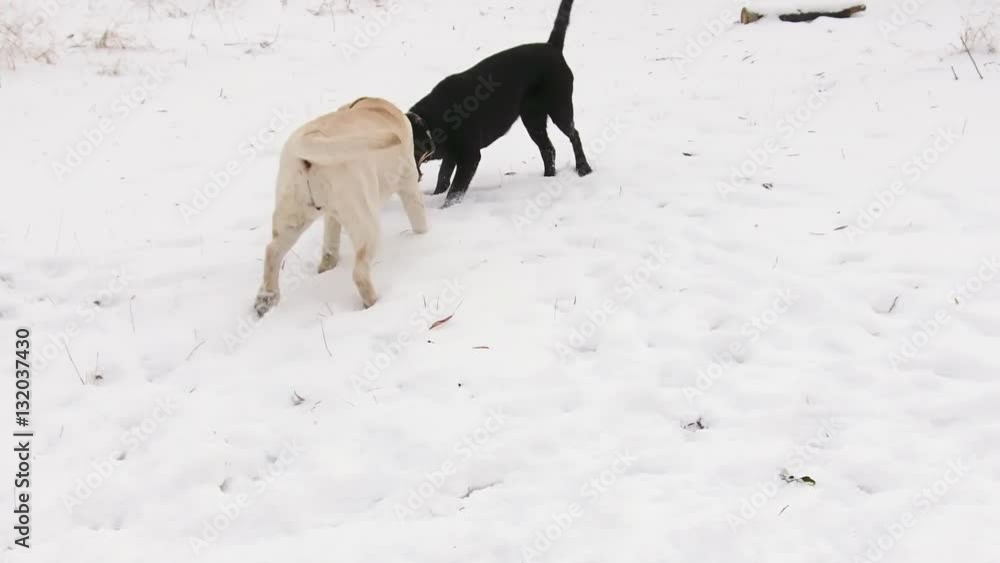 Two labrador dogs playing together Two labrador dogs playing together