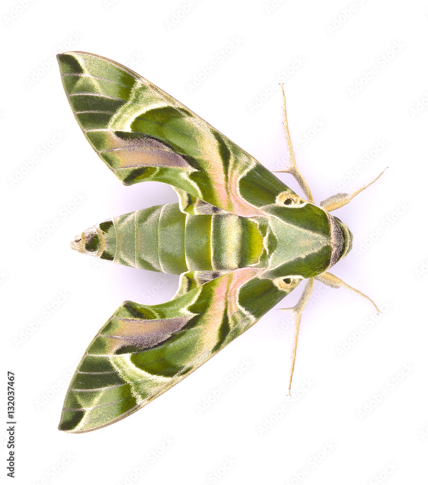 Obraz premium Oleander Hawk moth (Daphnis nerii) isolated on white