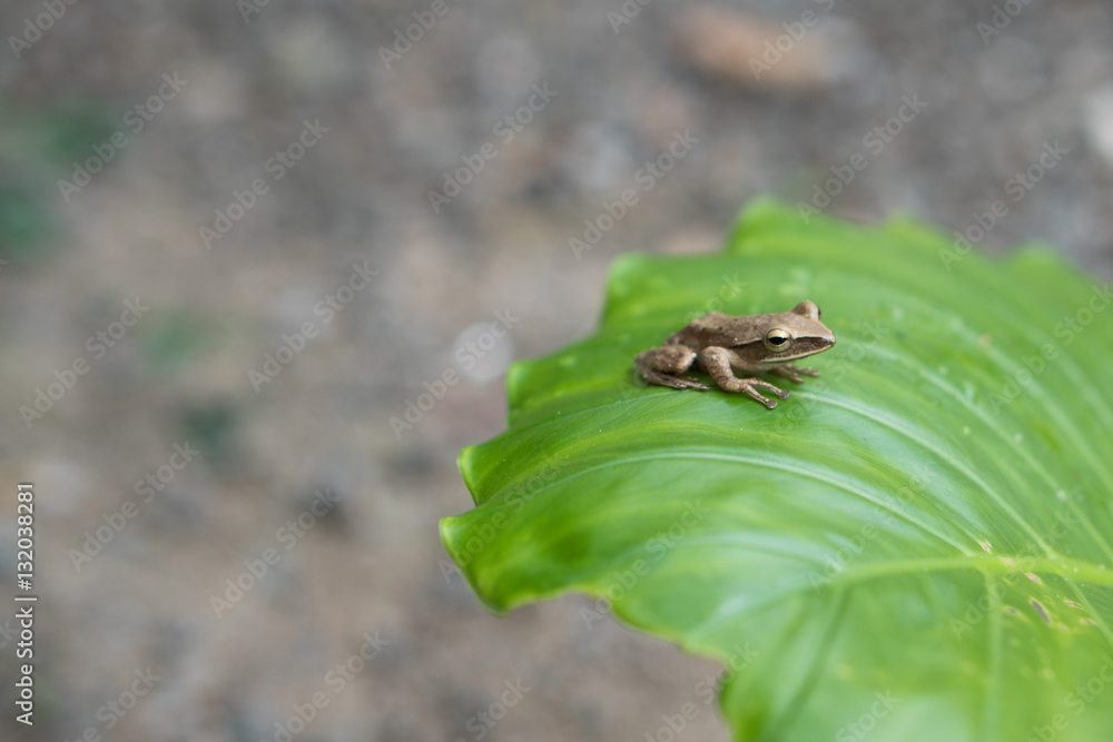 Naklejka premium Little frog on a green leaf after the rain