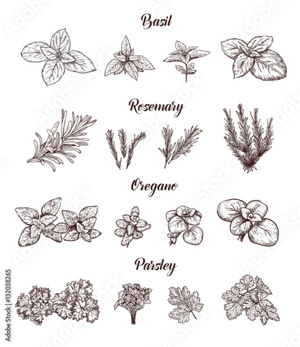 Herbs and spices set. Engraving illustrations for tags.