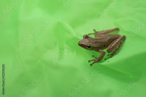 Little frog on a green leaf after the rain