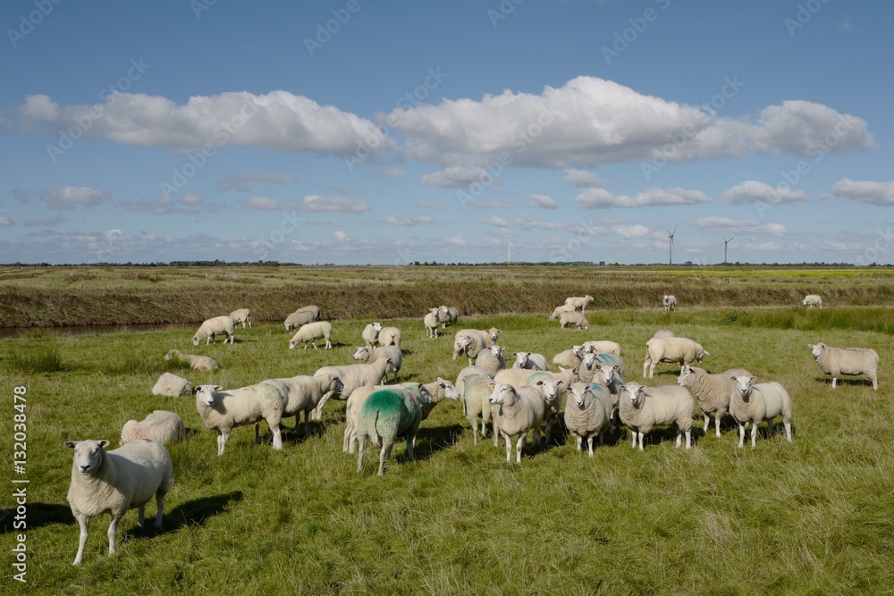 Schafe auf Föhr Schafe auf Föhr