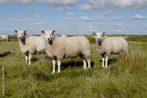 Schafe auf Föhr