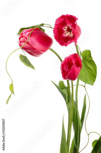 Tulips and convolvulus